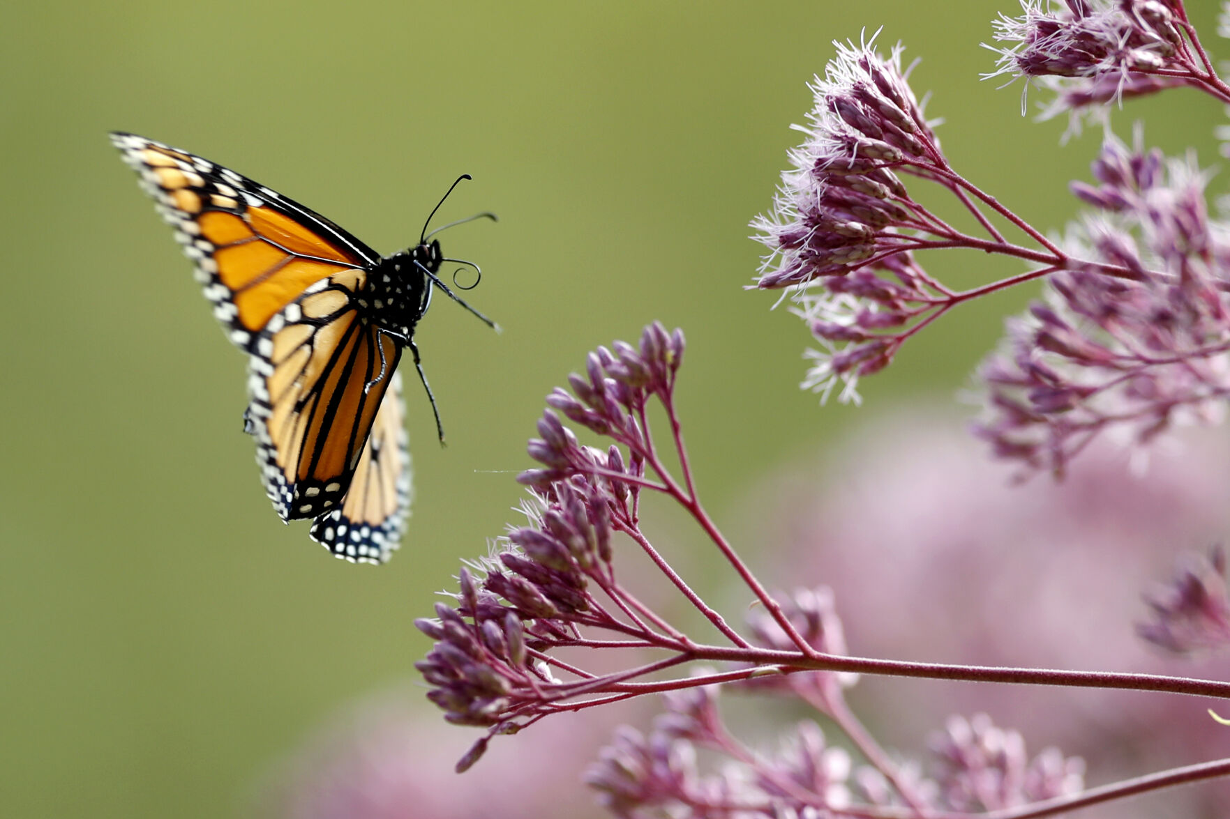 Monarch Butterflies